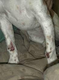 Vasculitis in Dogs