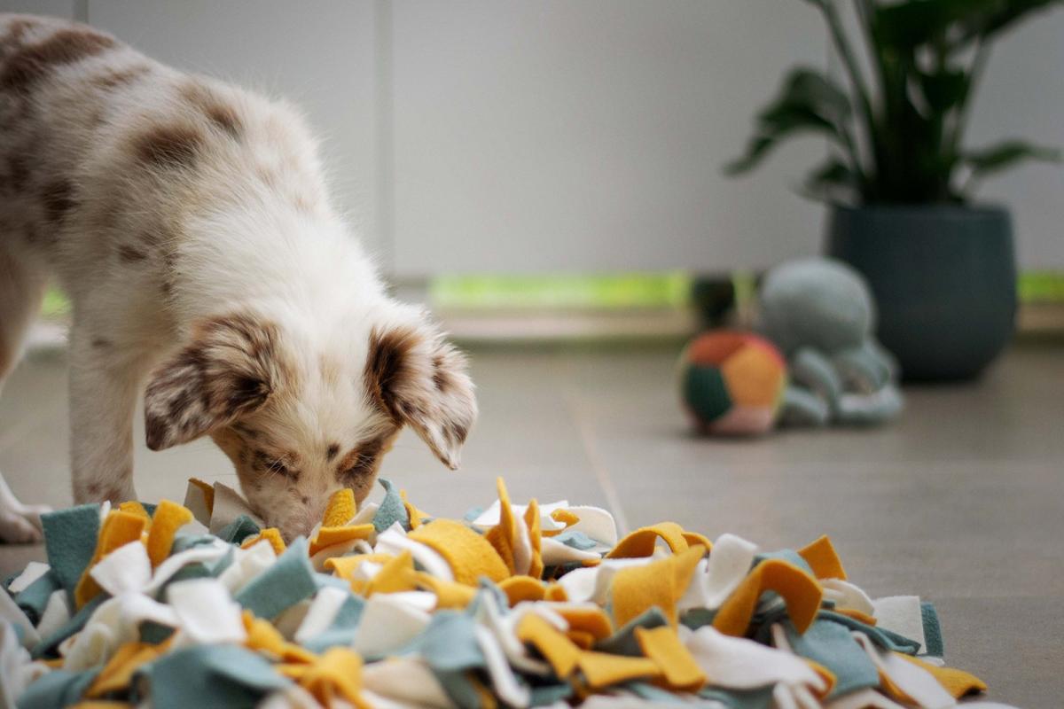 Canine Enrichment Toys