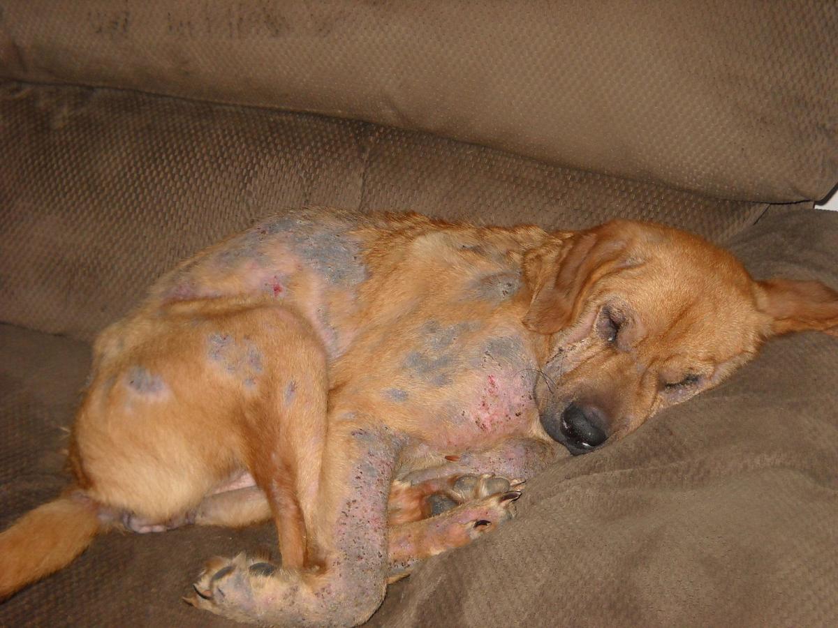 Dog Skin Disorders