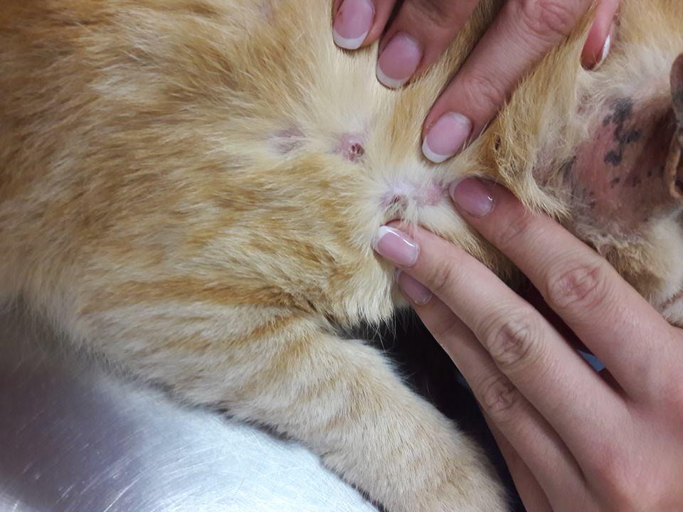 Feline Progressive Histiocytosis