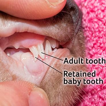 Retained Deciduous Teeth in Cats