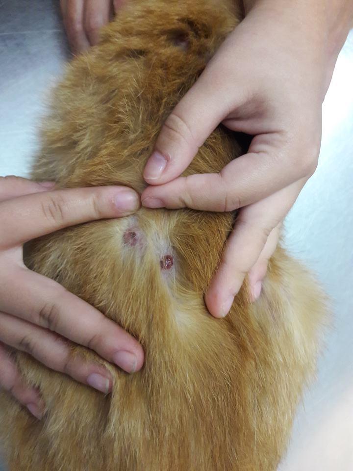 Feline Progressive Histiocytosis