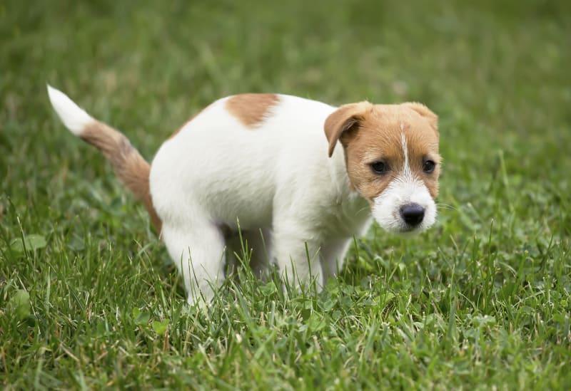 Mucus in Dog Stool