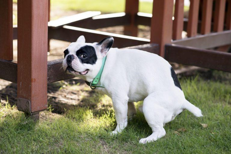 Schleim im Hundestuhl: Was zu tun ist