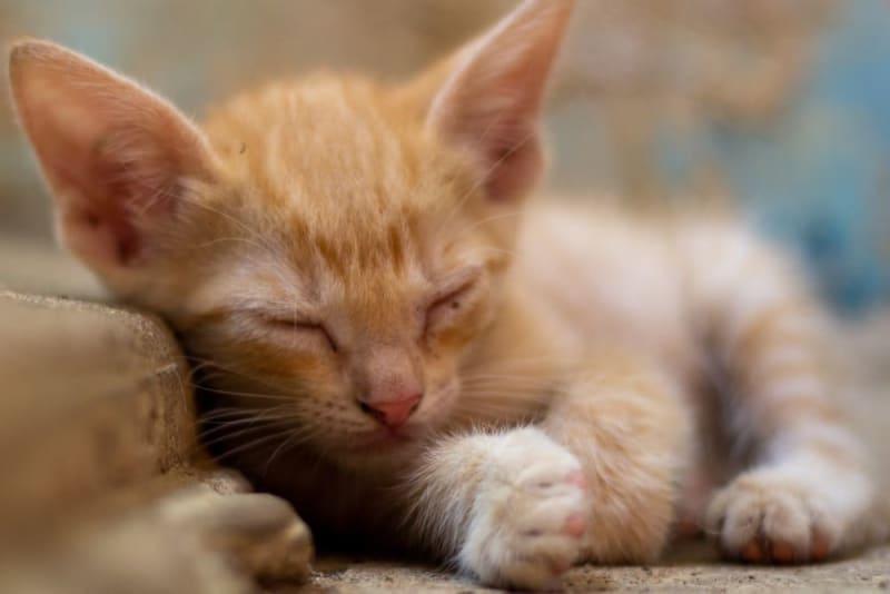 El ojo del gatito está cubierto de costras