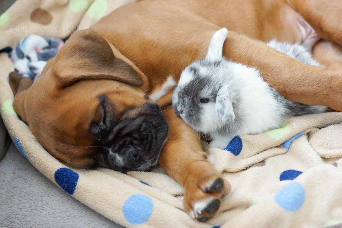 Do Dogs Get Along with Rabbits