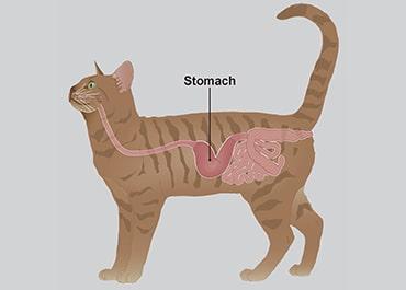 Cat Stomach Raw