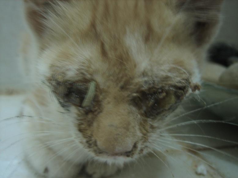 O olho do gatinho está fechado com crosta