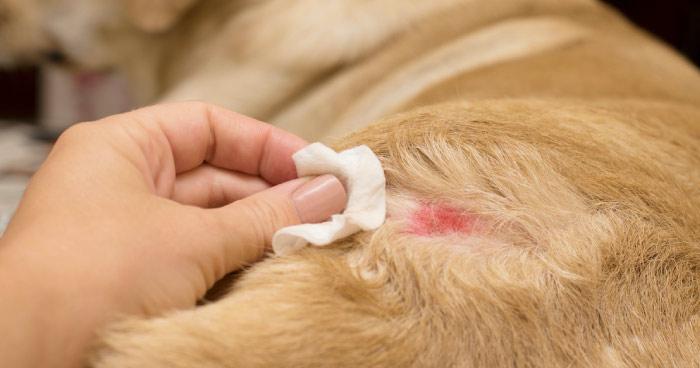 Dog Skin Disorders