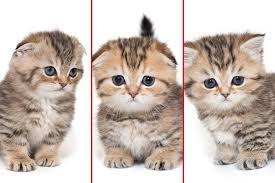 Munchkin Cat Lifespan