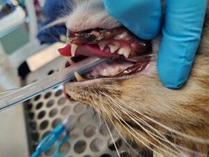 Tooth Misalignment in Cats