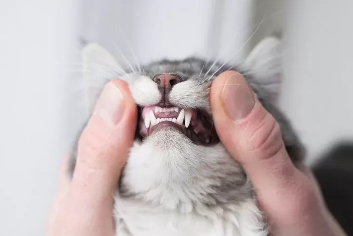 Kitten Losing Teeth At 6 Months