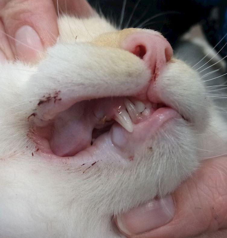 Dents de lait conservées chez les chats