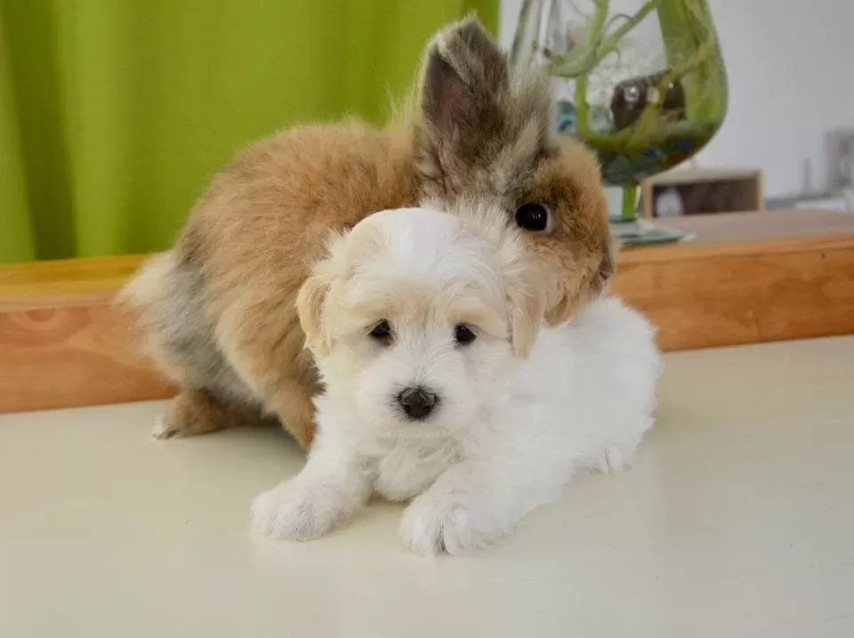 Do Dogs Get Along with Rabbits