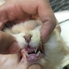 Désalignement des dents chez les chats