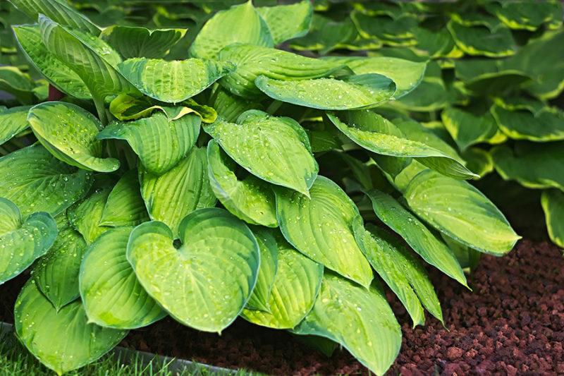 Are Hostas Poisonous to Dogs