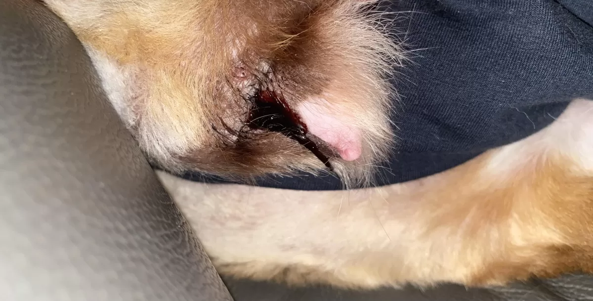 Canine Vaginal Bleeding