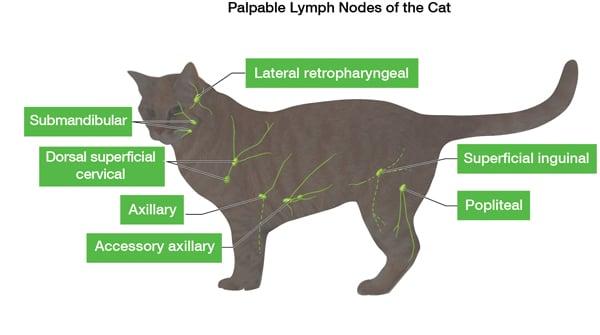 gânglios linfáticos de gato