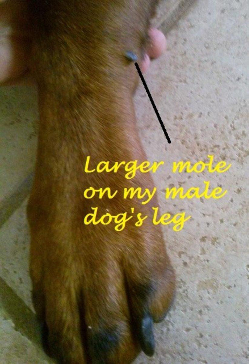 Moles on Dogs