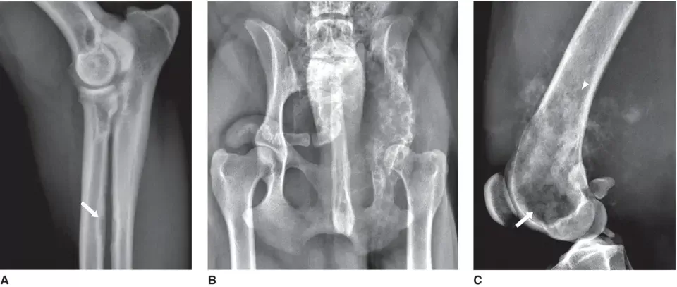 osteomyelitis in dogs