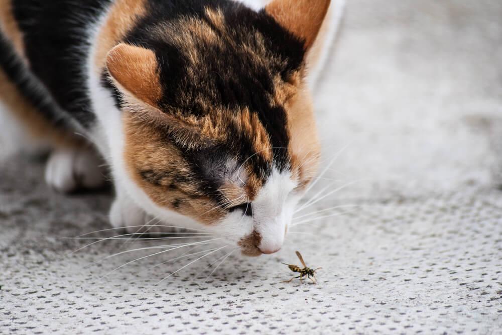 ¿Por qué mi gato come insectos en la casa?