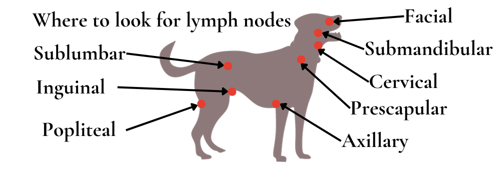 köpek lenf düğümleri nerede