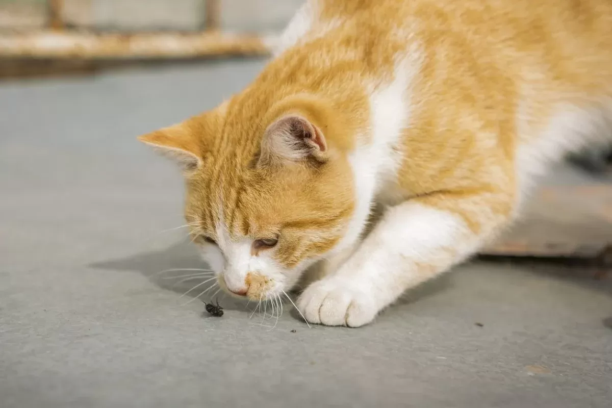 Why Is My Cat Eating Bugs In the House