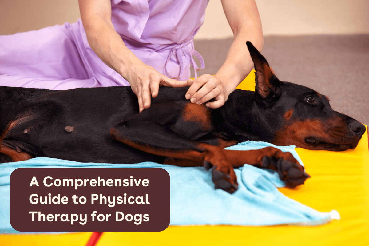 Canine Back Pain