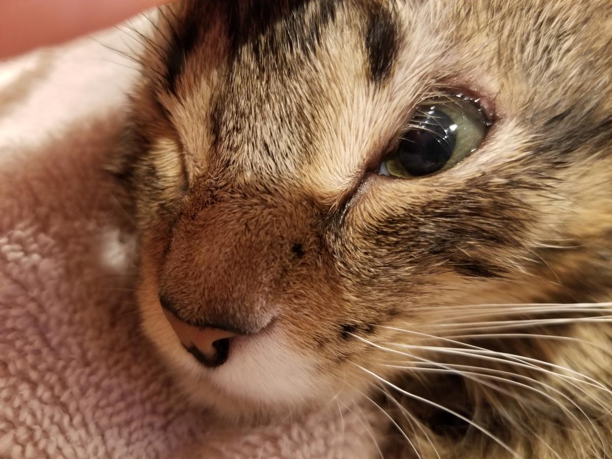 Eyelid Agenesis in Cat