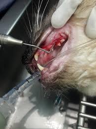 feline bleeding gums