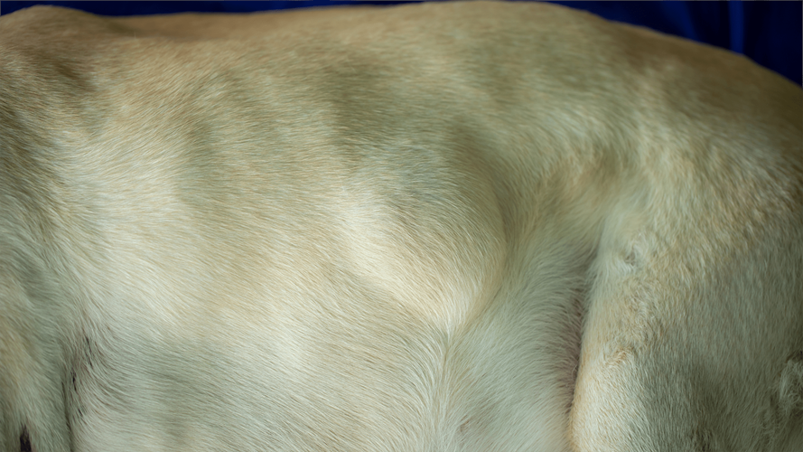 Dog Has Big Round Swollen Bump on Back