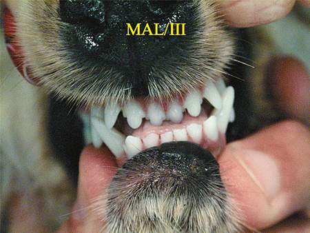 canine tooth misalignment