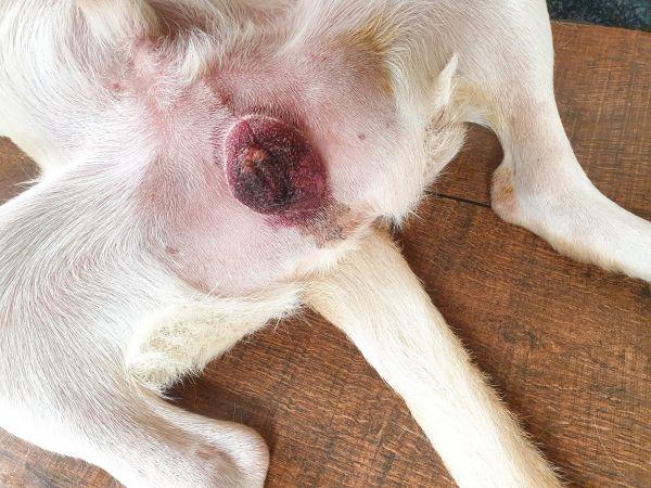 Aylar önce kısırlaştırılan köpeğin testis torbasında şişlik var