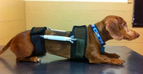 canine lumbosacral disease