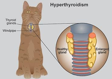 Cáncer de tiroides felino