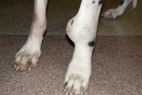 canine osteosarcoma