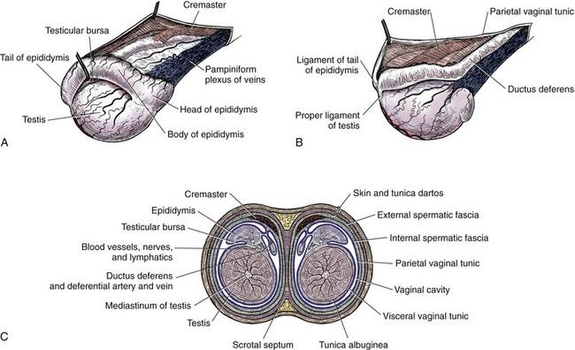 epididymitis in dogs