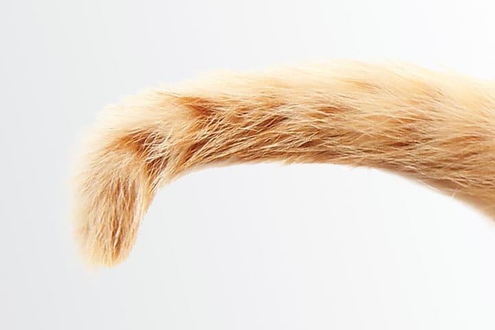 Feline Tail Injury​