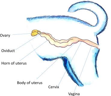 Canine Vaginitis