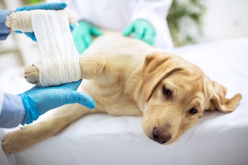 Lesões no tornozelo canino