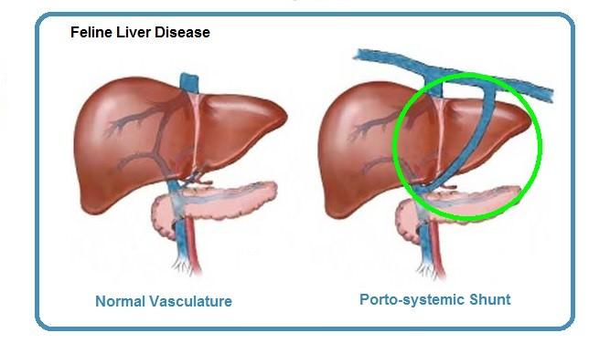 Liver Shunt in Cats