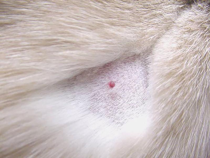 Canine Basal Cell Tumor​