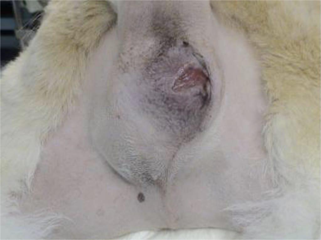 canine anal tumor