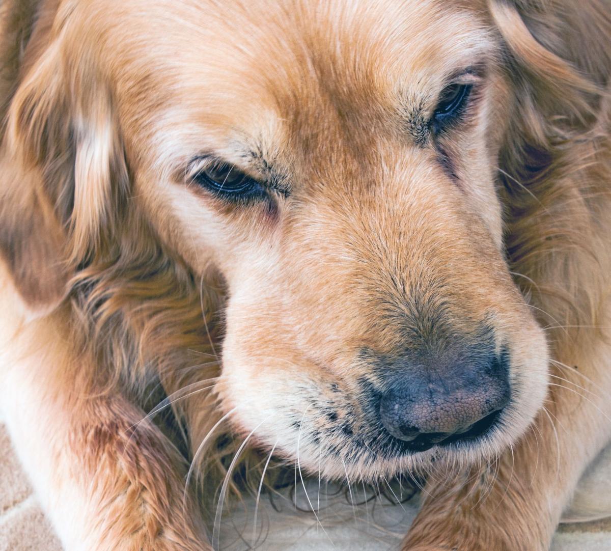 Canine Lip Growth​