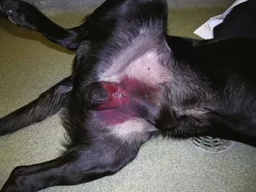 Köpekler skrotoumlarında varikosel alabilir mi