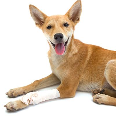 Canine Ankle Injuries