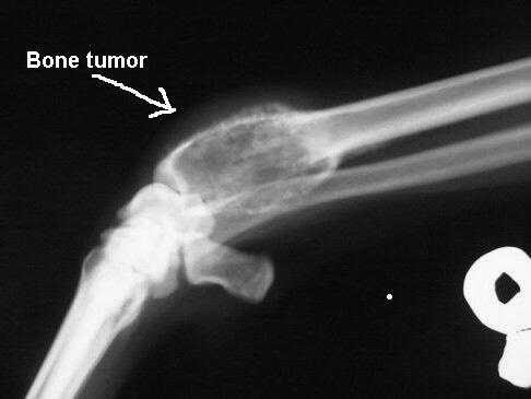 Osteosarcoma canino