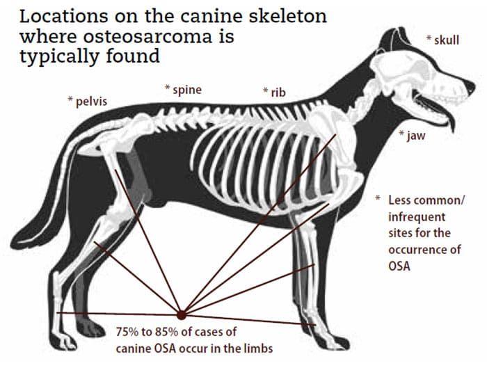 köpek osteosarkomu