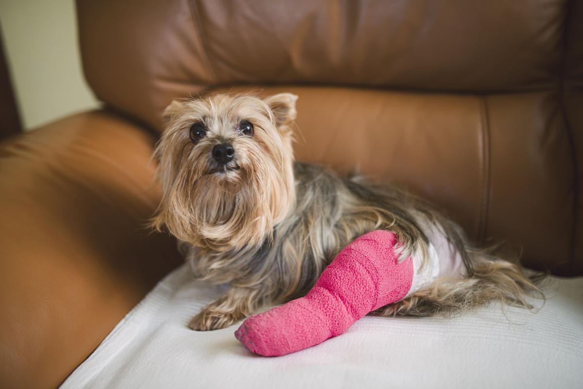 Canine Ankle Injuries