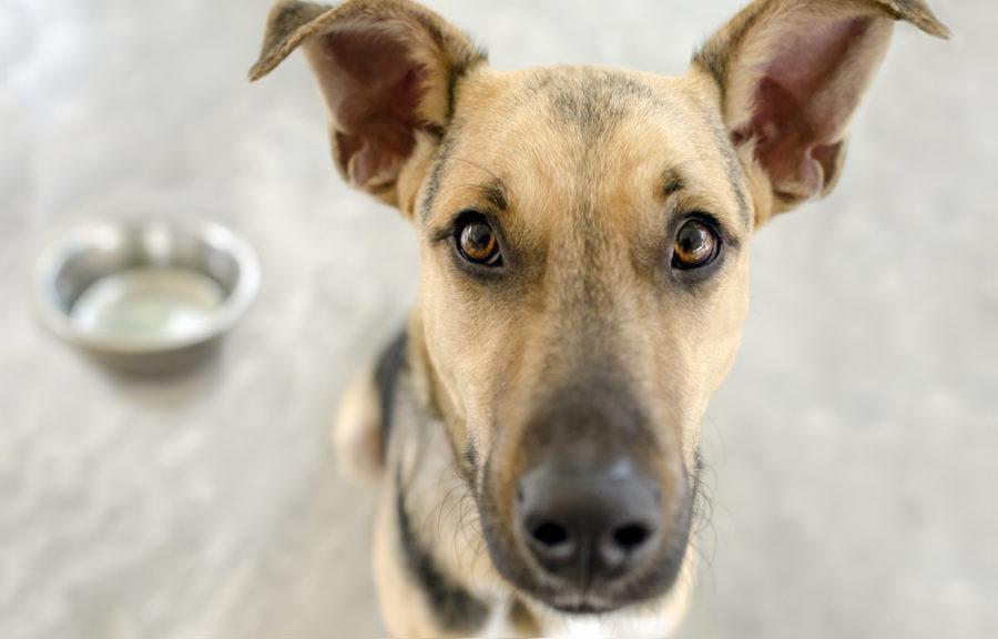 Síndrome de malabsorción canina